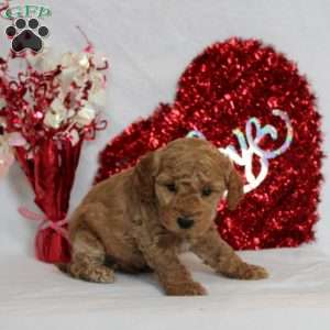 Nolan, Mini Goldendoodle Puppy